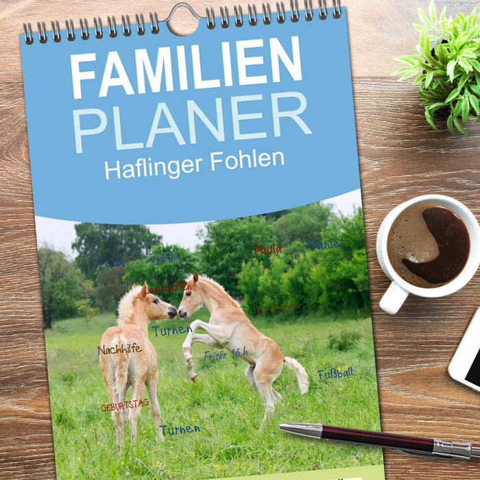 Haflinger Fohlen (CALVENDO Familienplaner 2026)