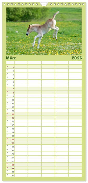 Haflinger Fohlen (CALVENDO Familienplaner 2026)