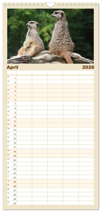 Erdmännchen (CALVENDO Familienplaner 2026)