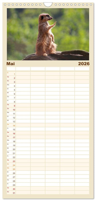 Erdmännchen (CALVENDO Familienplaner 2026)