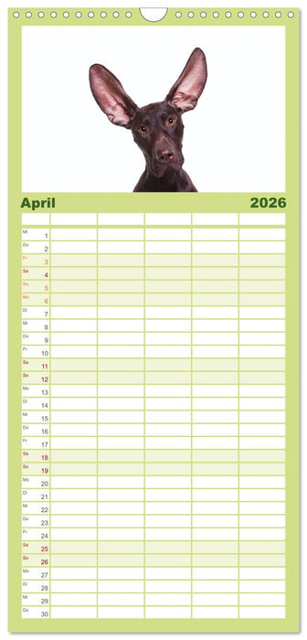 SCHLAPPOHREN (CALVENDO Familienplaner 2026)