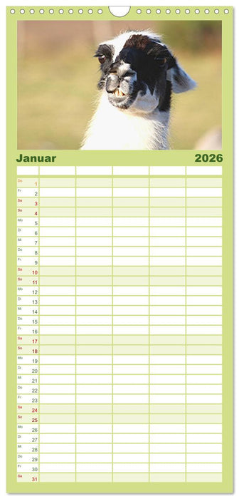 Lama-Kalender (CALVENDO Familienplaner 2026)