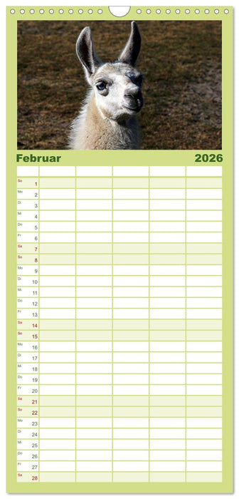 Lama-Kalender (CALVENDO Familienplaner 2026)