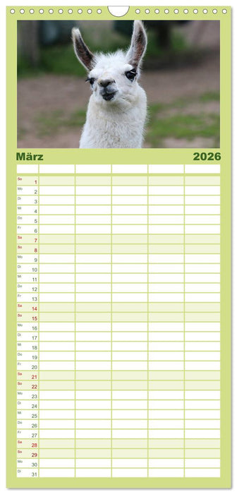 Lama-Kalender (CALVENDO Familienplaner 2026)