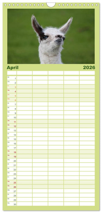 Lama-Kalender (CALVENDO Familienplaner 2026)