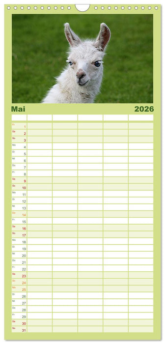 Lama-Kalender (CALVENDO Familienplaner 2026)
