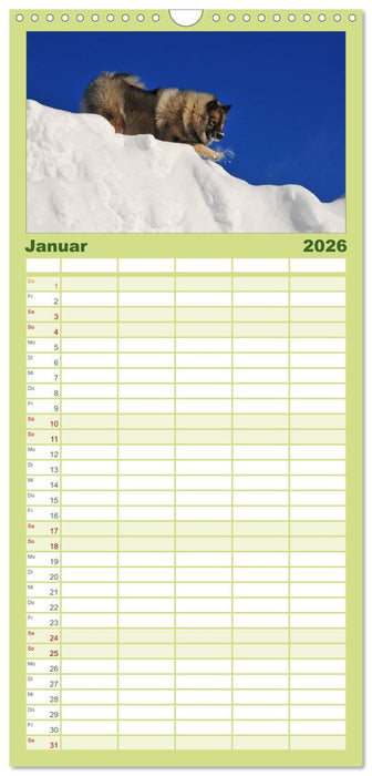 Der Wolfsspitz (CALVENDO Familienplaner 2026)