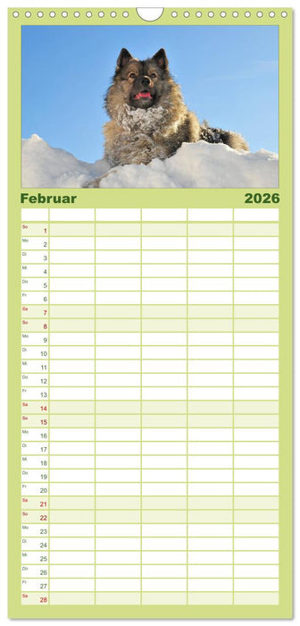 Der Wolfsspitz (CALVENDO Familienplaner 2026)