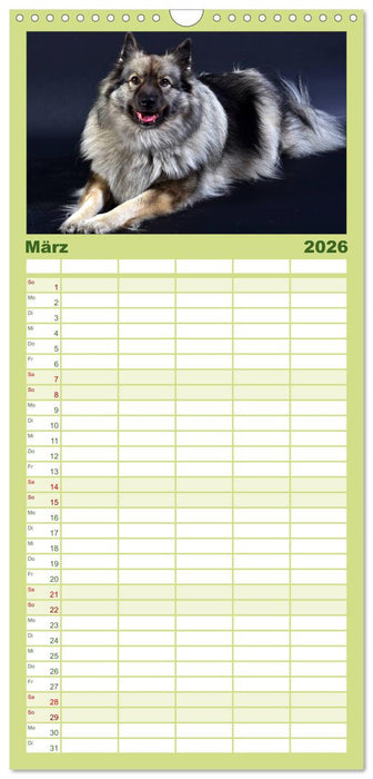 Der Wolfsspitz (CALVENDO Familienplaner 2026)