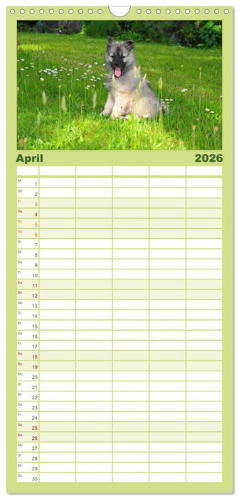 Der Wolfsspitz (CALVENDO Familienplaner 2026)