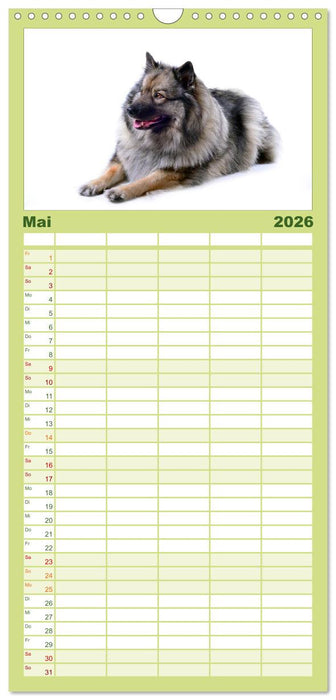 Der Wolfsspitz (CALVENDO Familienplaner 2026)