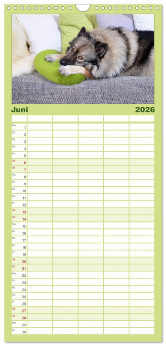 Der Wolfsspitz (CALVENDO Familienplaner 2026)