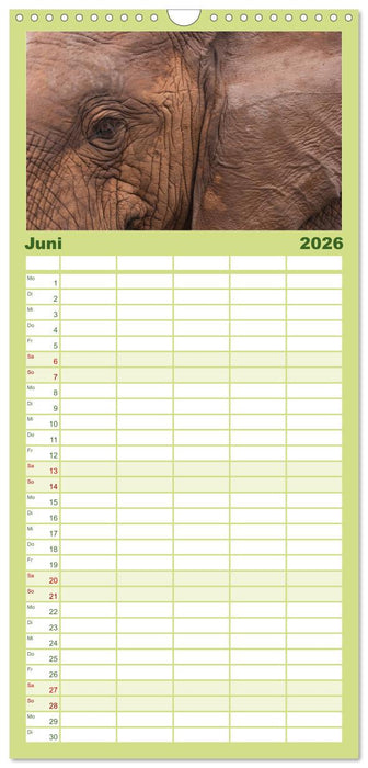 Tierische Glücksmomente (CALVENDO Familienplaner 2026)