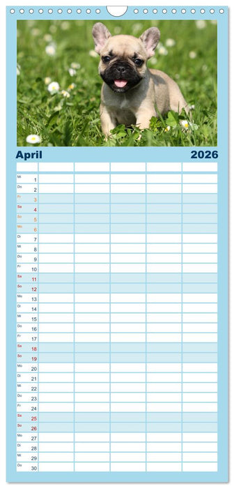 Welpen - Puppies (CALVENDO Familienplaner 2026)