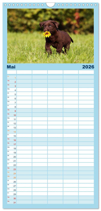 Welpen - Puppies (CALVENDO Familienplaner 2026)