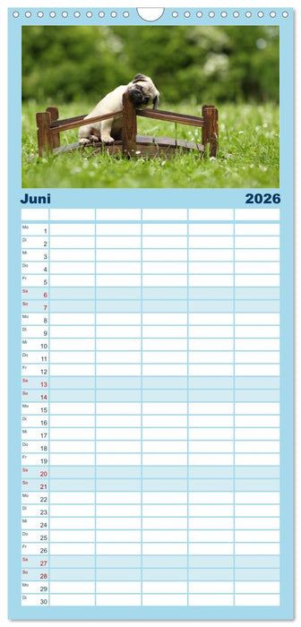 Welpen - Puppies (CALVENDO Familienplaner 2026)