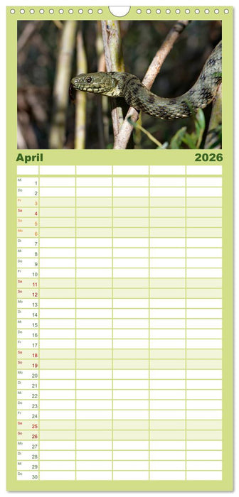 Einheimische Schlangen ganz nah (CALVENDO Familienplaner 2026)