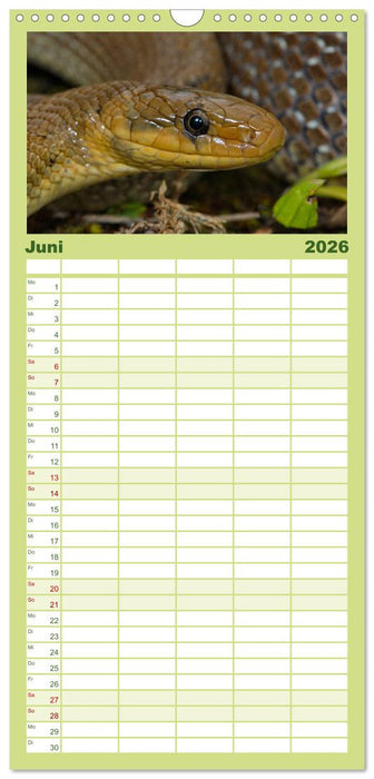 Einheimische Schlangen ganz nah (CALVENDO Familienplaner 2026)