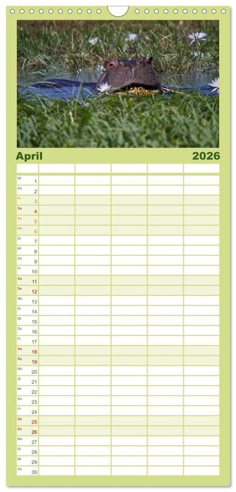 Afrika Impressionen. NAMIBIA - SÜDAFRIKA - BOTSWANA (CALVENDO Familienplaner 2026)