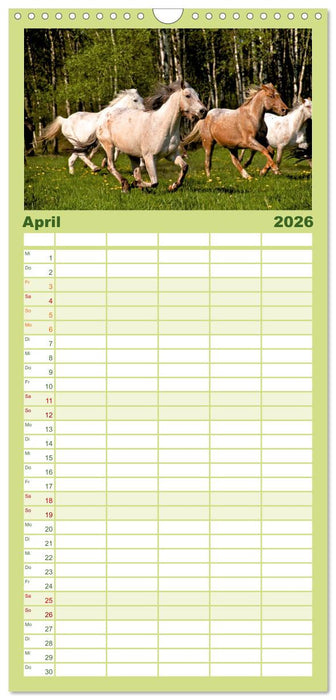 Wilde Pferde (CALVENDO Familienplaner 2026)