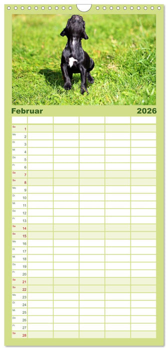 Französische Bulldoggen (CALVENDO Familienplaner 2026)