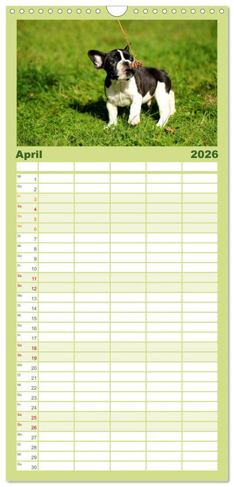 Französische Bulldoggen (CALVENDO Familienplaner 2026)