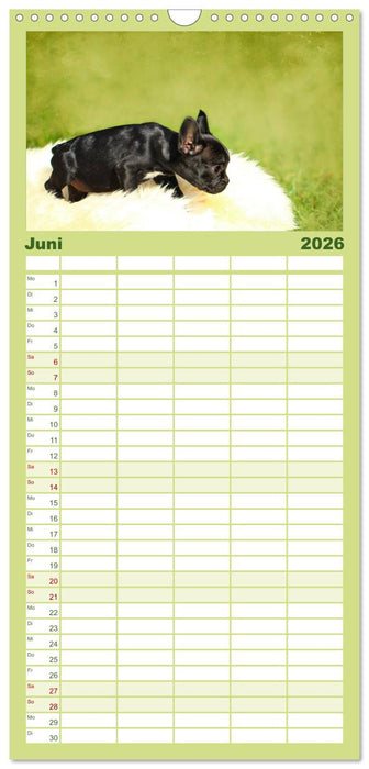 Französische Bulldoggen (CALVENDO Familienplaner 2026)