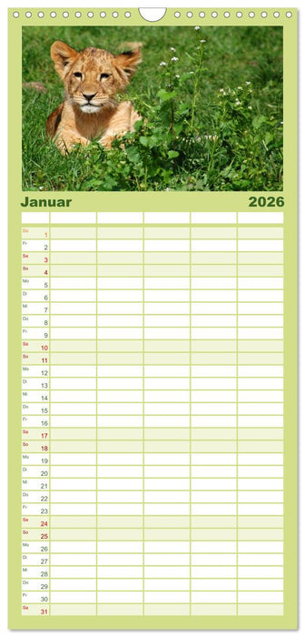 Kleine Schelme - Tierbabys (CALVENDO Familienplaner 2026)