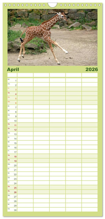 Kleine Schelme - Tierbabys (CALVENDO Familienplaner 2026)