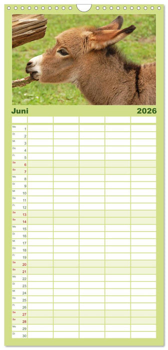 Kleine Schelme - Tierbabys (CALVENDO Familienplaner 2026)