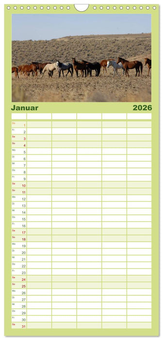 Wilde Pferde • Mustangs in USA (CALVENDO Familienplaner 2026)