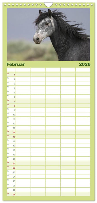 Wilde Pferde • Mustangs in USA (CALVENDO Familienplaner 2026)