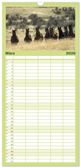 Wilde Pferde • Mustangs in USA (CALVENDO Familienplaner 2026)