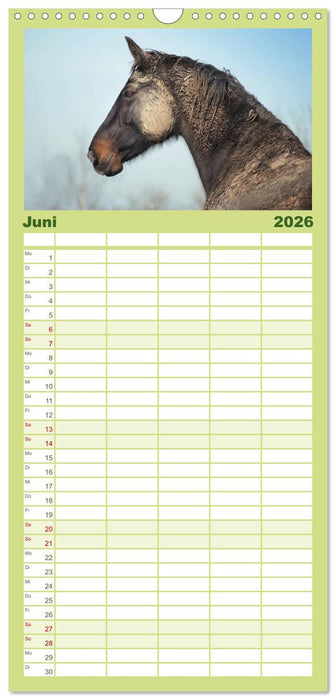 Wilde Pferde • Mustangs in USA (CALVENDO Familienplaner 2026)