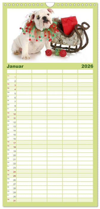English Bulldog XXL Models (CALVENDO Familienplaner 2026)