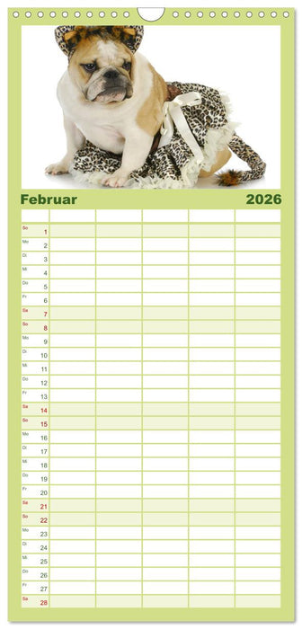 English Bulldog XXL Models (CALVENDO Familienplaner 2026)