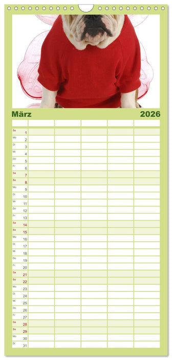 English Bulldog XXL Models (CALVENDO Familienplaner 2026)