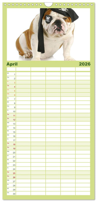 English Bulldog XXL Models (CALVENDO Familienplaner 2026)