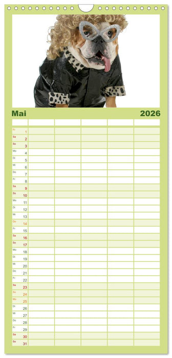 English Bulldog XXL Models (CALVENDO Familienplaner 2026)