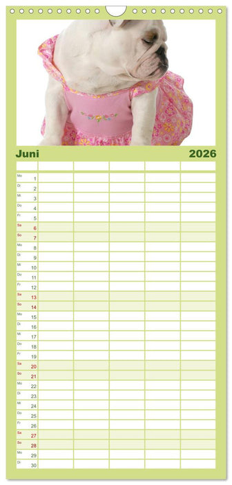 English Bulldog XXL Models (CALVENDO Familienplaner 2026)