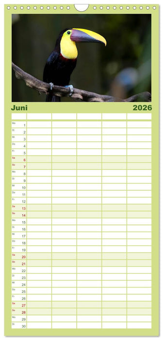 Costa Rica tierisch gut (CALVENDO Familienplaner 2026)