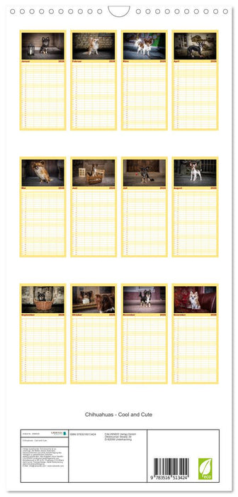Chihuahuas - Cool and Cute (CALVENDO Familienplaner 2026)