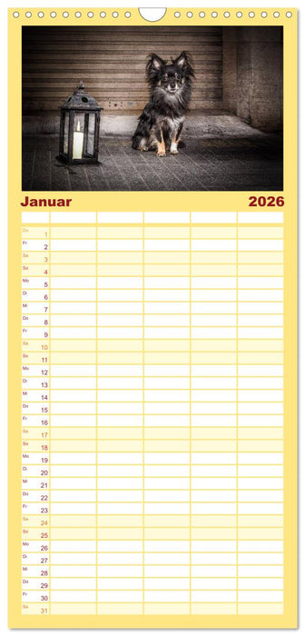 Chihuahuas - Cool and Cute (CALVENDO Familienplaner 2026)