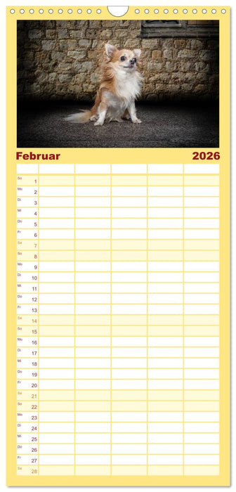 Chihuahuas - Cool and Cute (CALVENDO Familienplaner 2026)