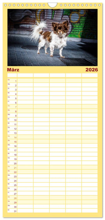Chihuahuas - Cool and Cute (CALVENDO Familienplaner 2026)