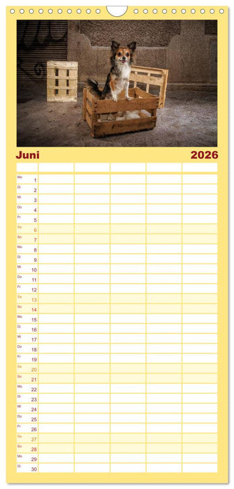 Chihuahuas - Cool and Cute (CALVENDO Familienplaner 2026)