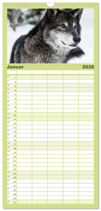 Wölfe. Verwegene Anmut (CALVENDO Familienplaner 2026)