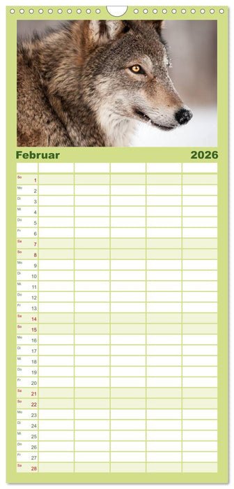Wölfe. Verwegene Anmut (CALVENDO Familienplaner 2026)