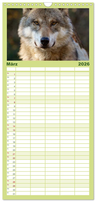 Wölfe. Verwegene Anmut (CALVENDO Familienplaner 2026)