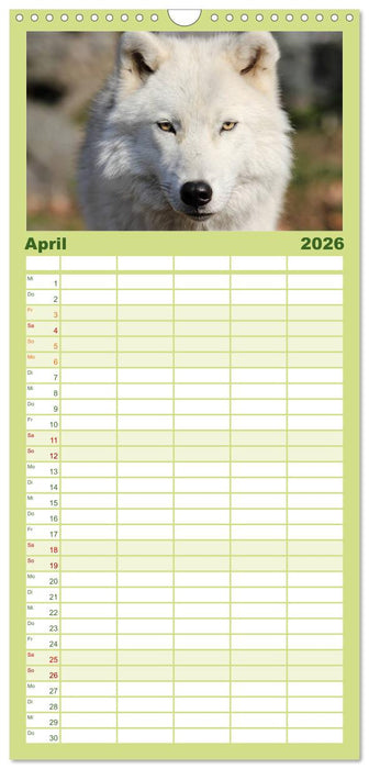 Wölfe. Verwegene Anmut (CALVENDO Familienplaner 2026)